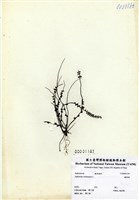 藏品(鐵角蕨)的圖片